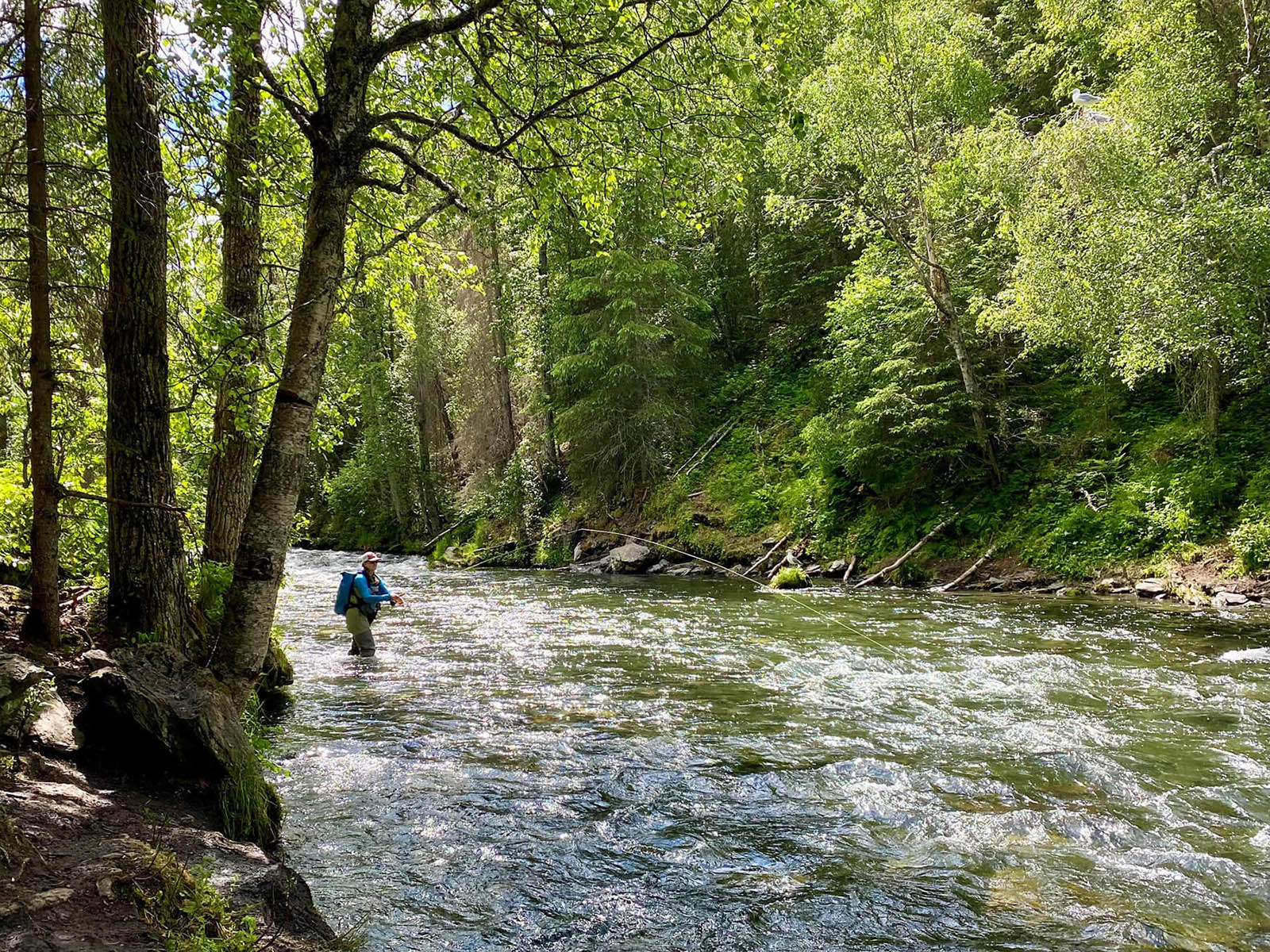 Person flyfishing in  the Russian River